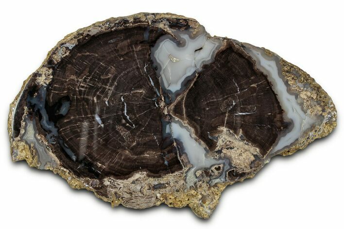 Petrified Wood (Schinoxylon) Round - Blue Forest, Wyoming #334995
